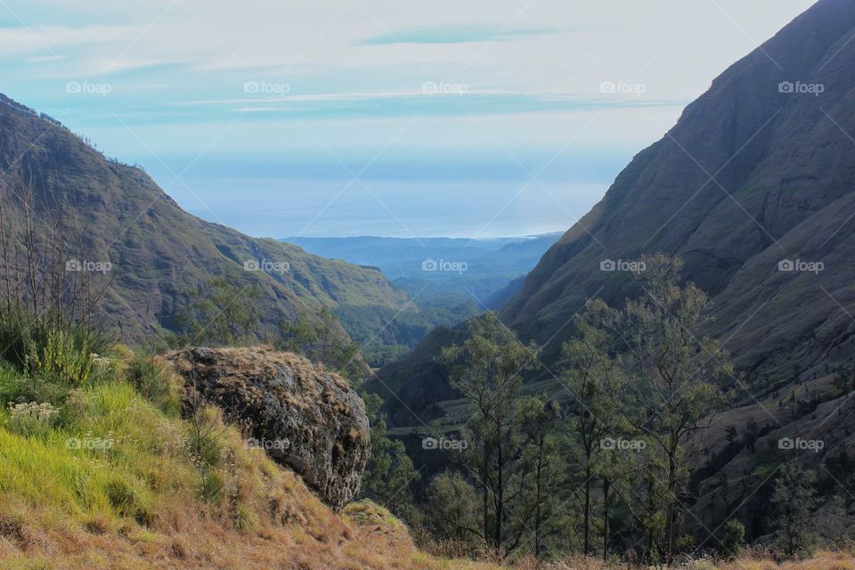 Montain forest
Rinjani forest