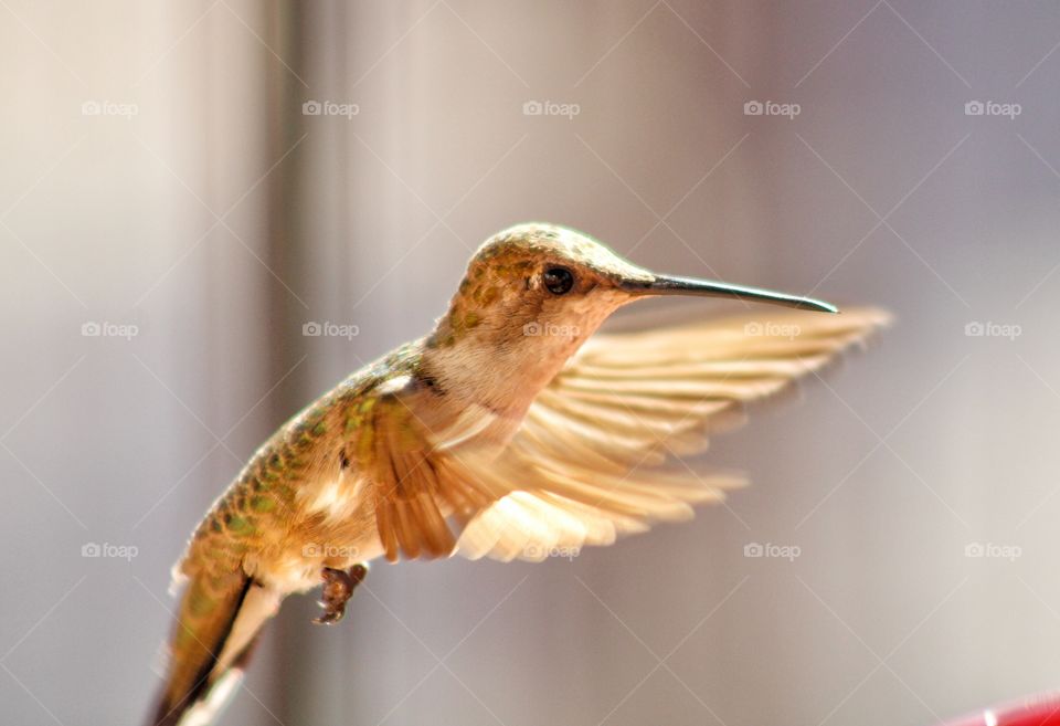 flying hummingbird