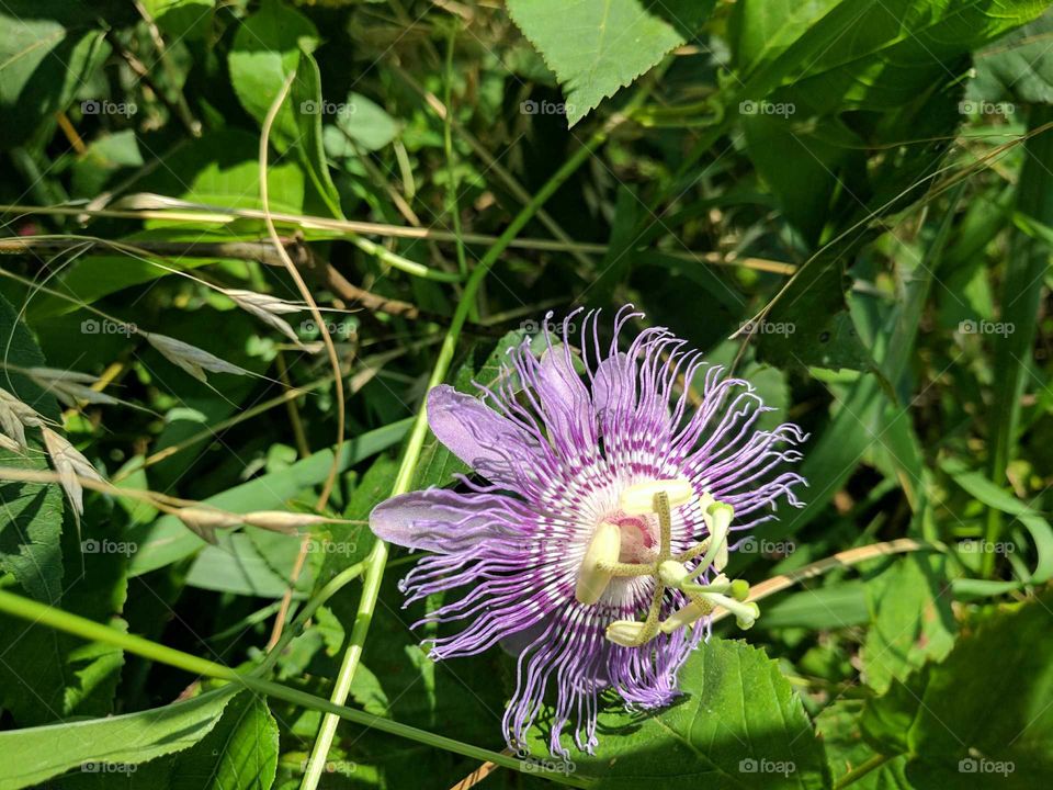 passion flower