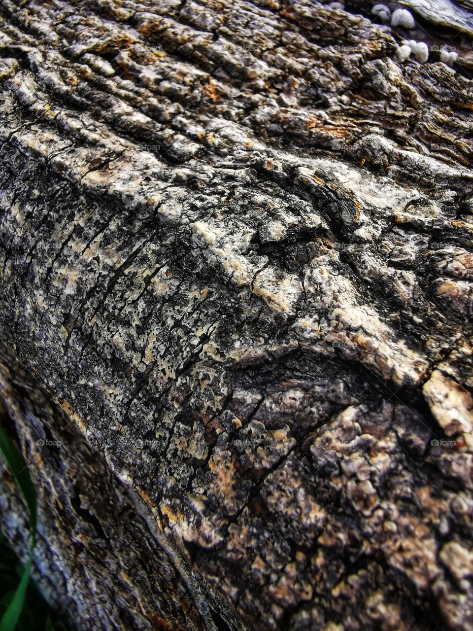 Forest day outdoor nature greens wild forest greens