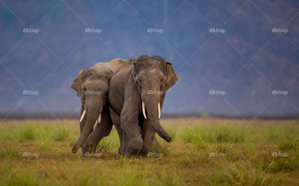 Playful elephants from Dhikala, Corbett National Park