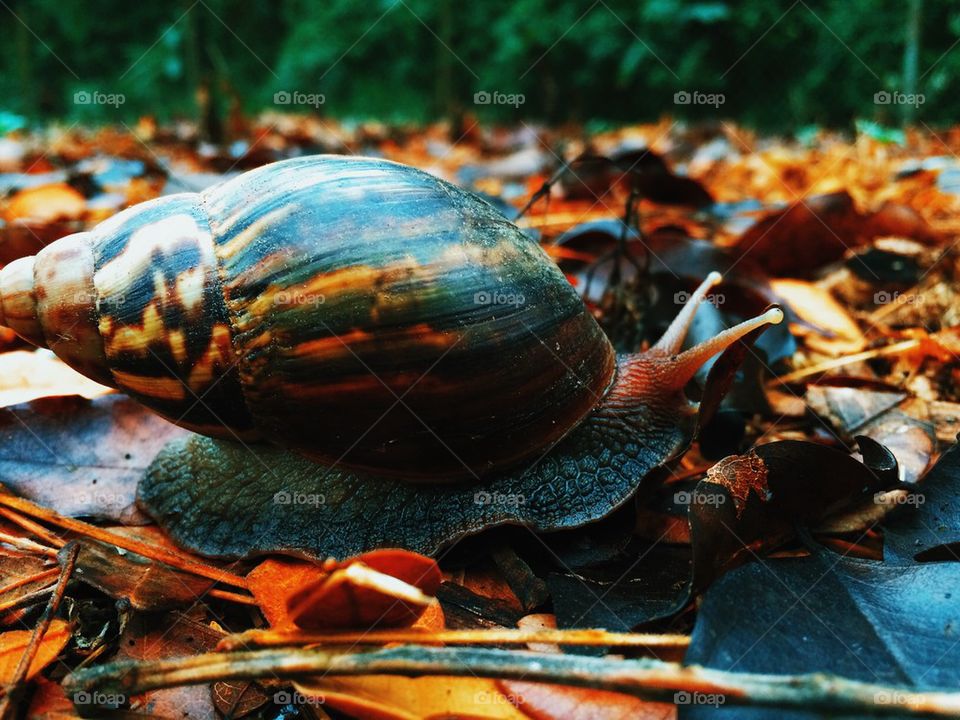 Snail on a autumn leaves