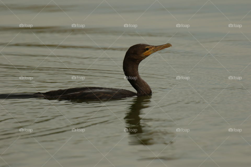 Neotropic Cormorant 