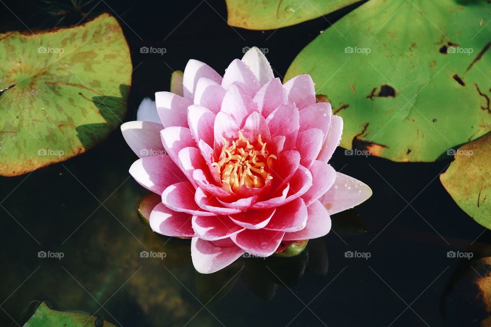 Lotus. Sweet lotus  Queen of water