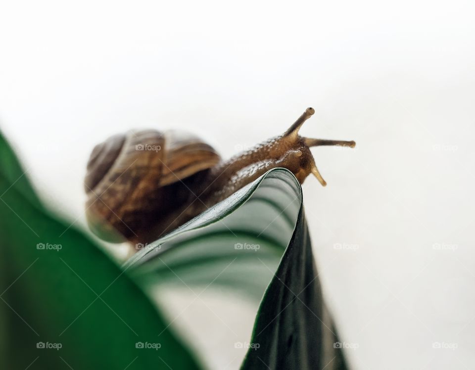 Snail close-up green leaf bokeh background