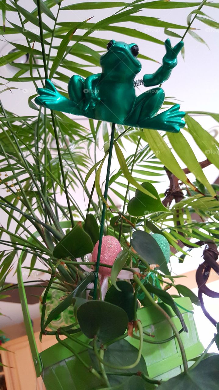 Frog in houseplant