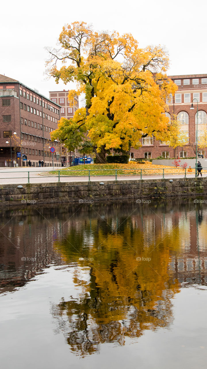 old maple tree reflected on the river in Borås Sweden