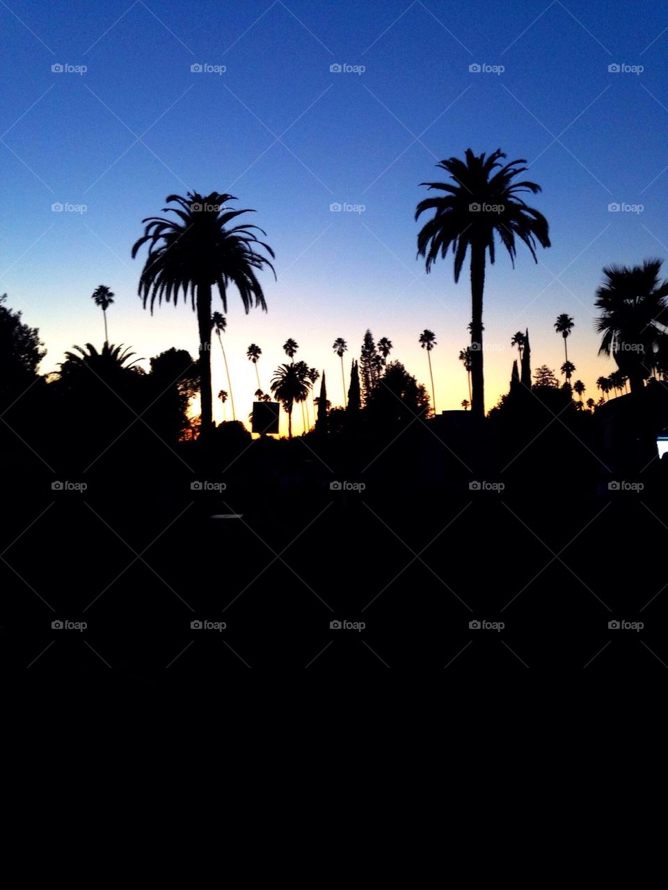 hollywood sunset hollywood forever by isabella.c.distefano