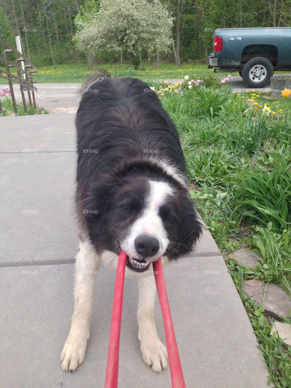 tug a war with a dog