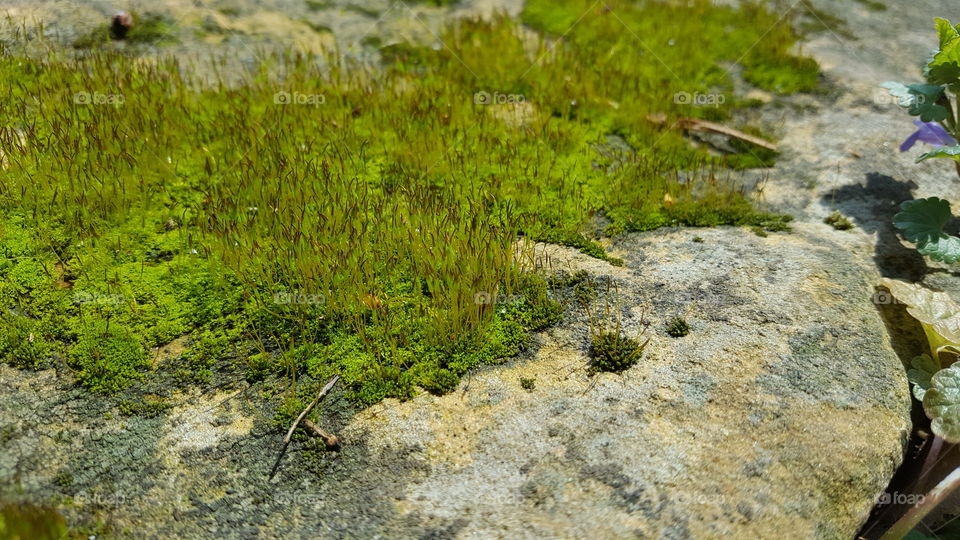 moss on a rock