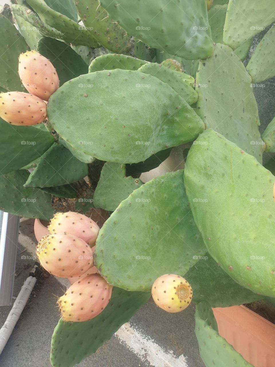 cactus fruits