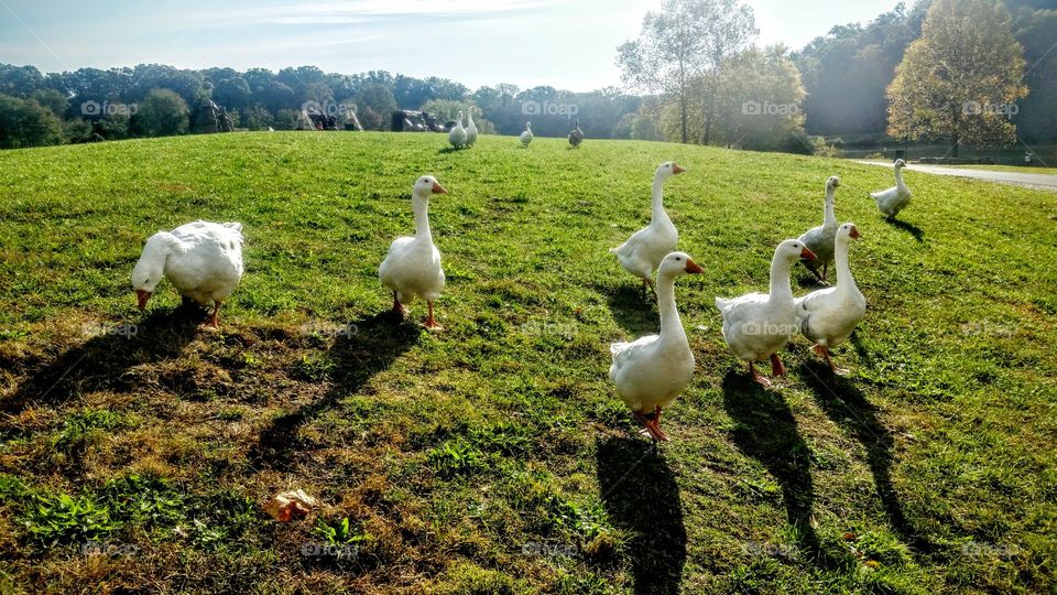 commuting is for the birds!