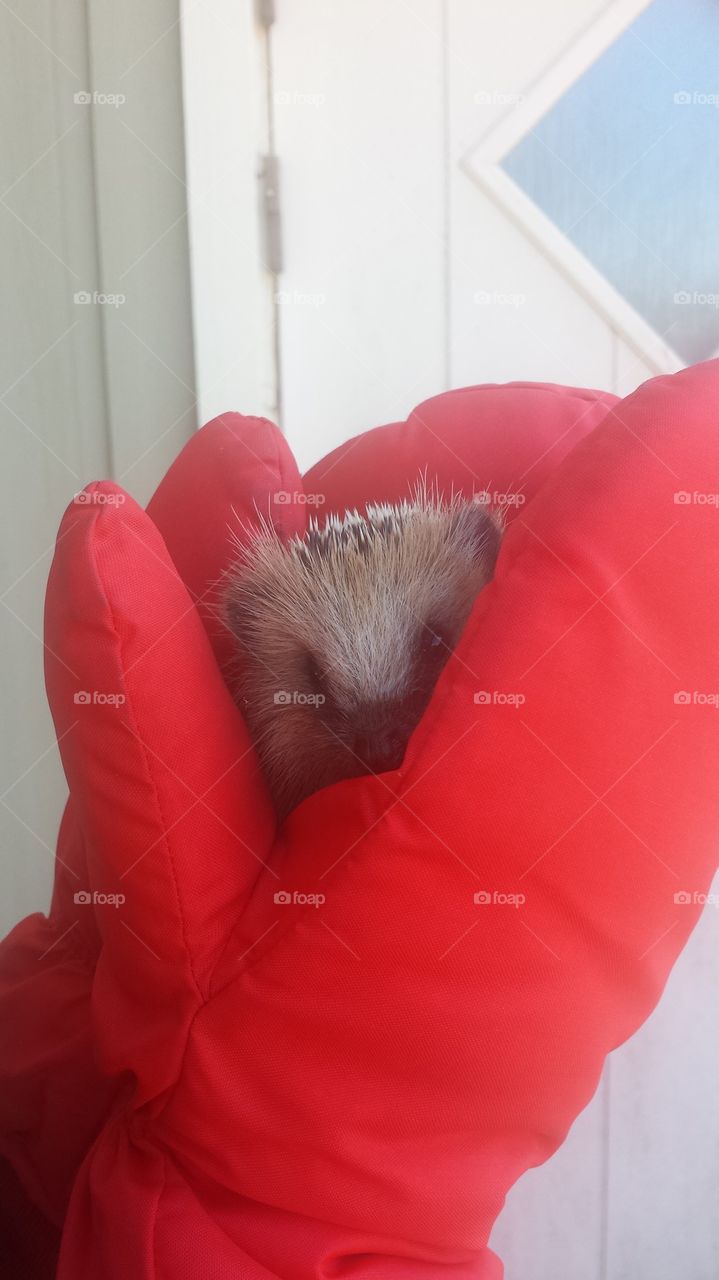 Hedgehog