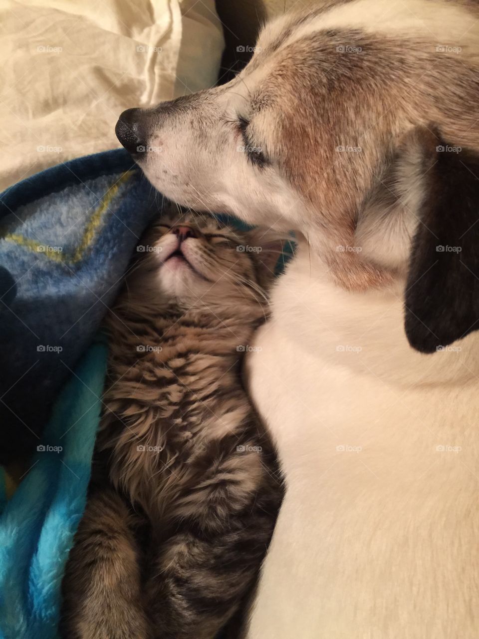 Kitten cozy with dog. Kitten cozy with dog