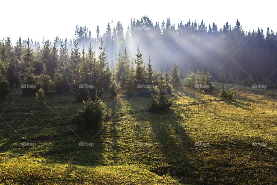 Foggy morning in forest