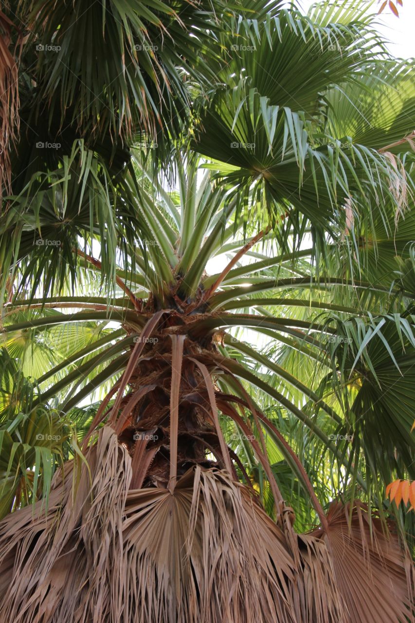 Palm tree 