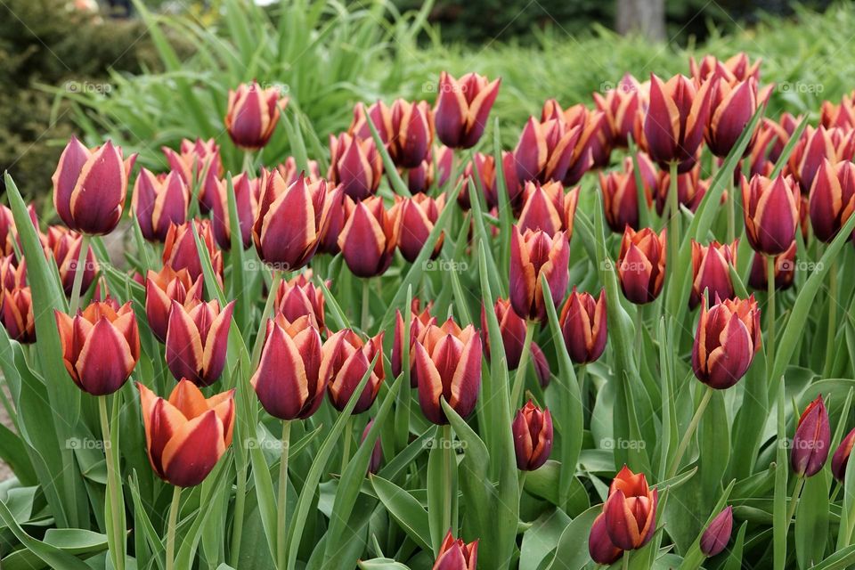 A bed of flowering red and orange tulips of the Slawa variety. Beautifully blooming flowers, spring concept.