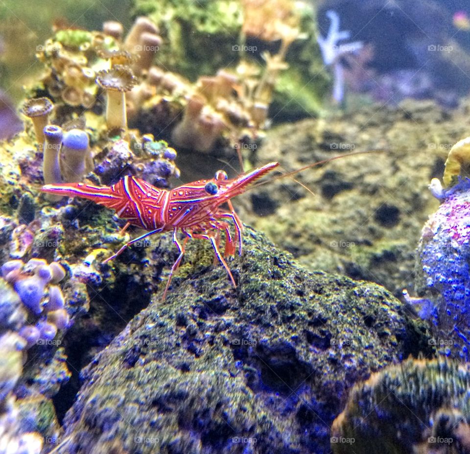 Pepperminty shrimp 