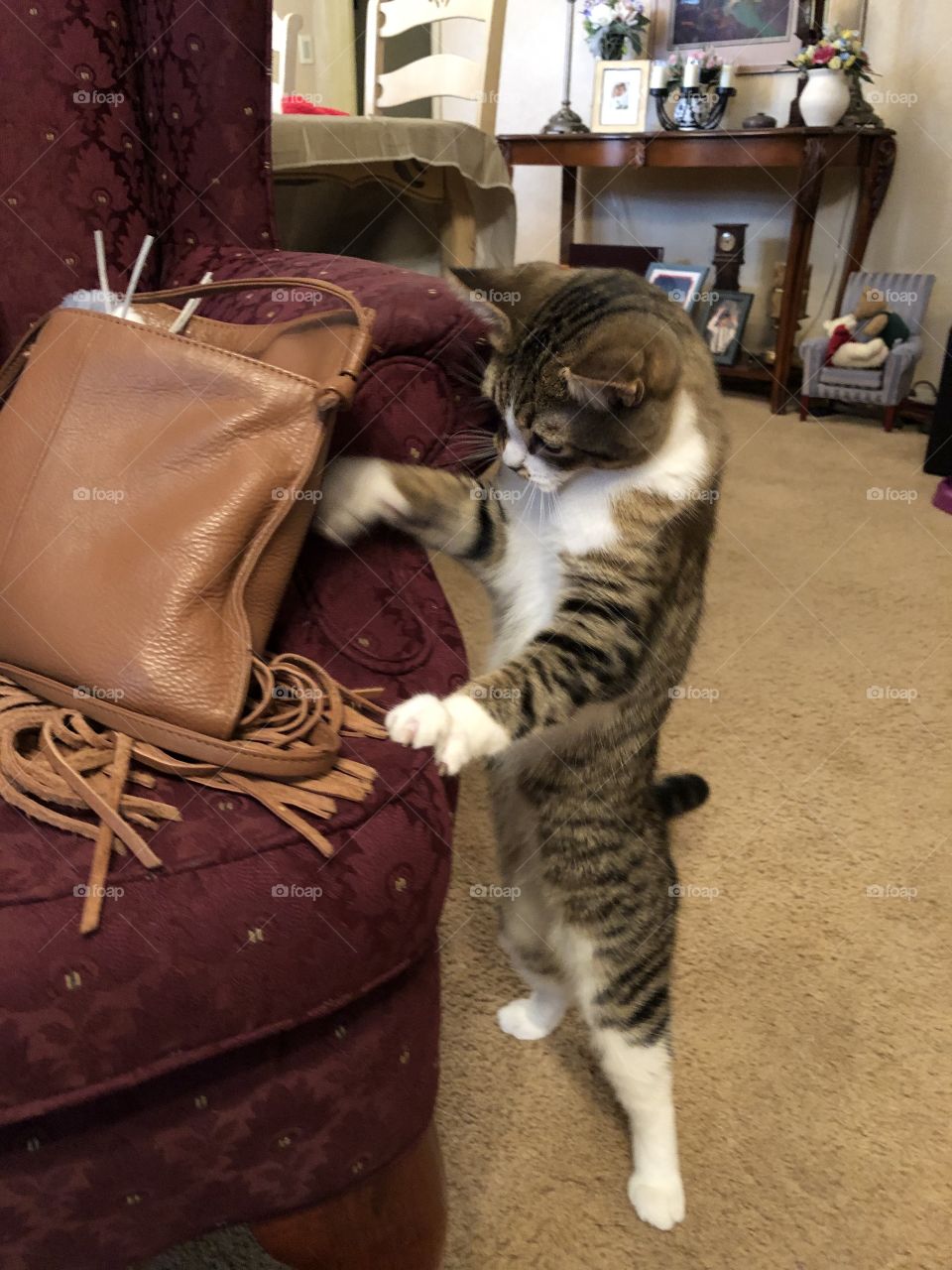 Bobby cat plays with fringe on my purse