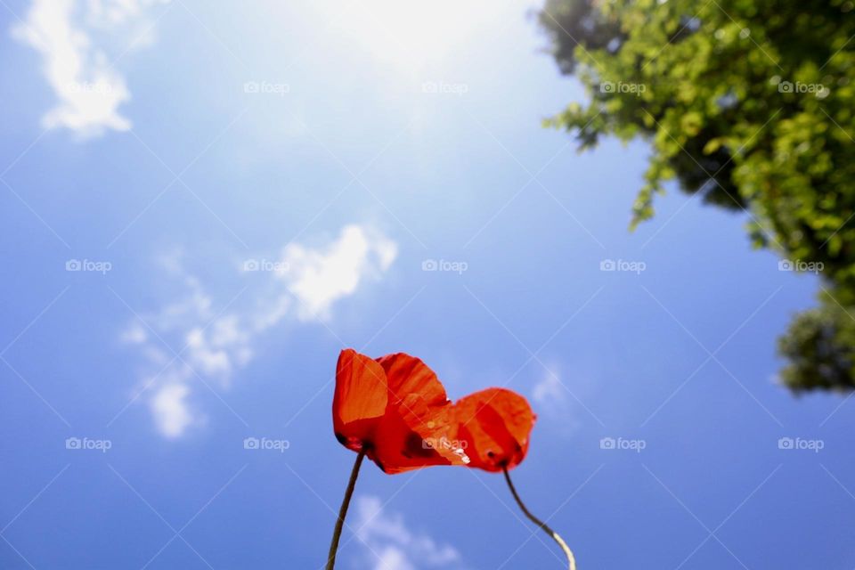 Two poppy flowers on blue sky background 