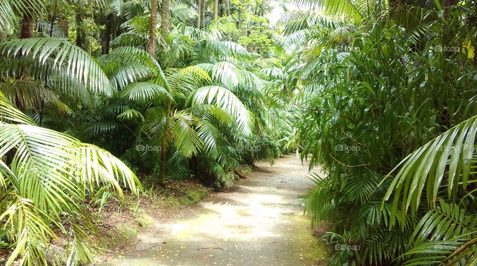 Palm path