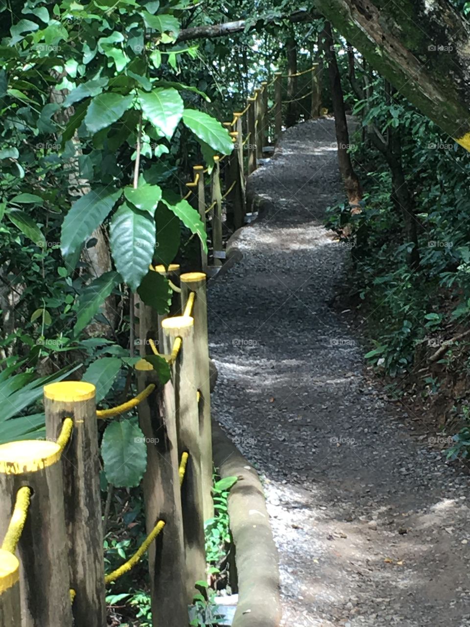 Rainforest Path