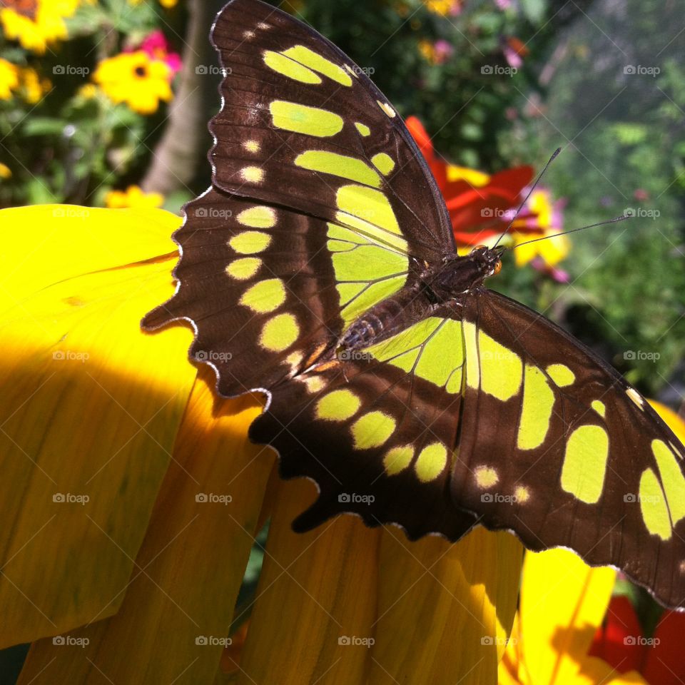 Butterfly. Pretty