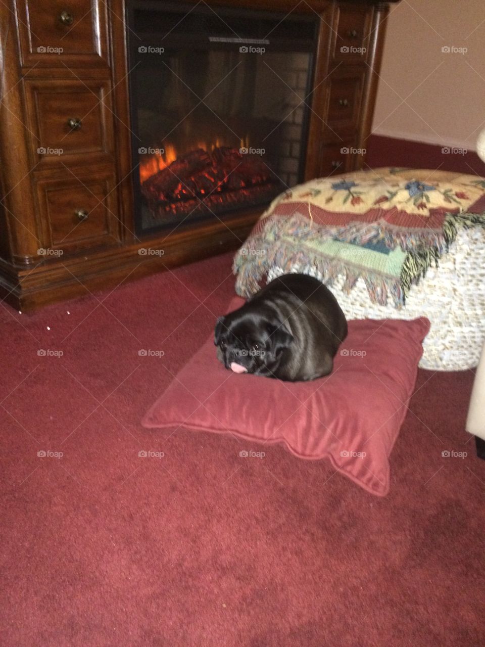 Here is my Family’s OWN dog,Wednesday sleeping with her tongue out. It is a PUG thing,of course.