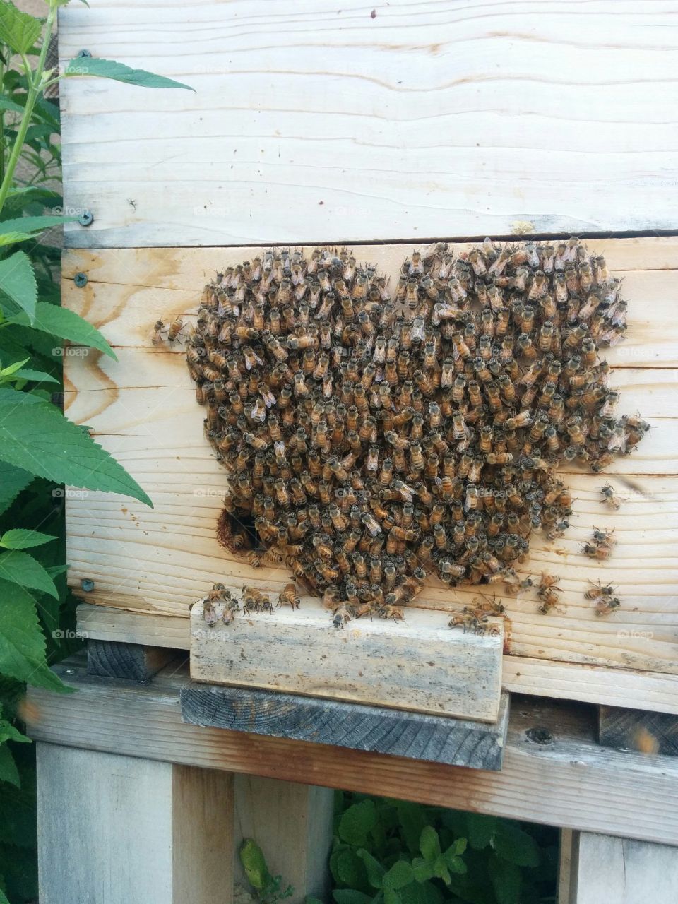 Honeybees bearding in a heart shape.