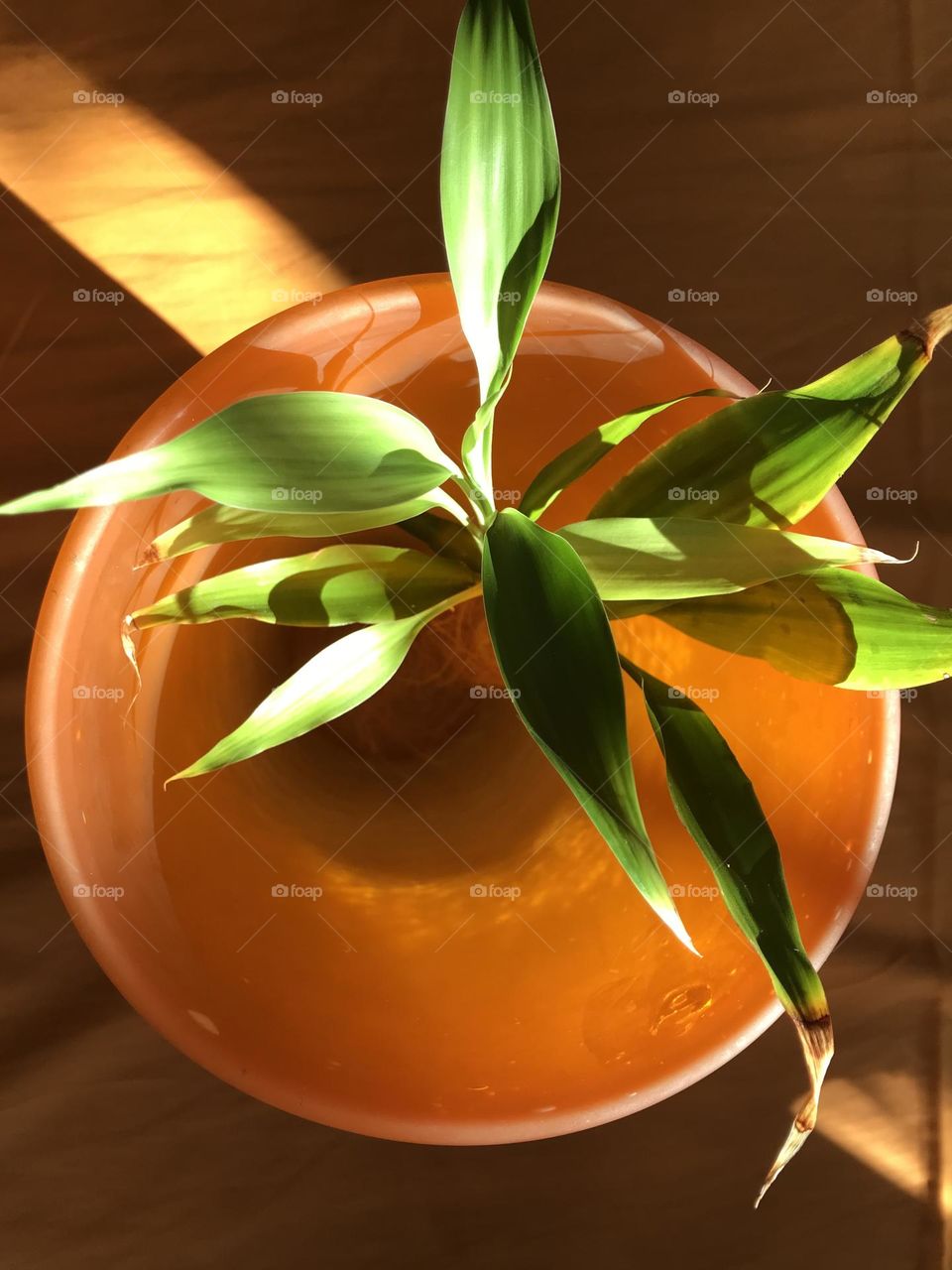 A green poem. The story of growth and insatiable thirst for light.