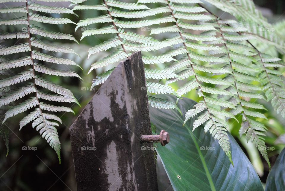 Fern and Wood and Iron
