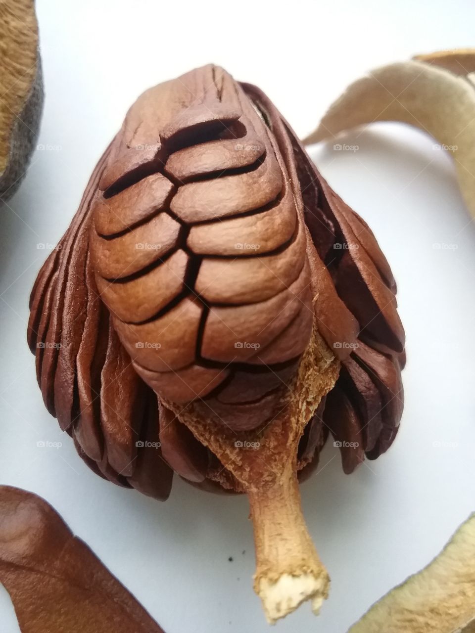 West Indian Mahogany seeds in pod