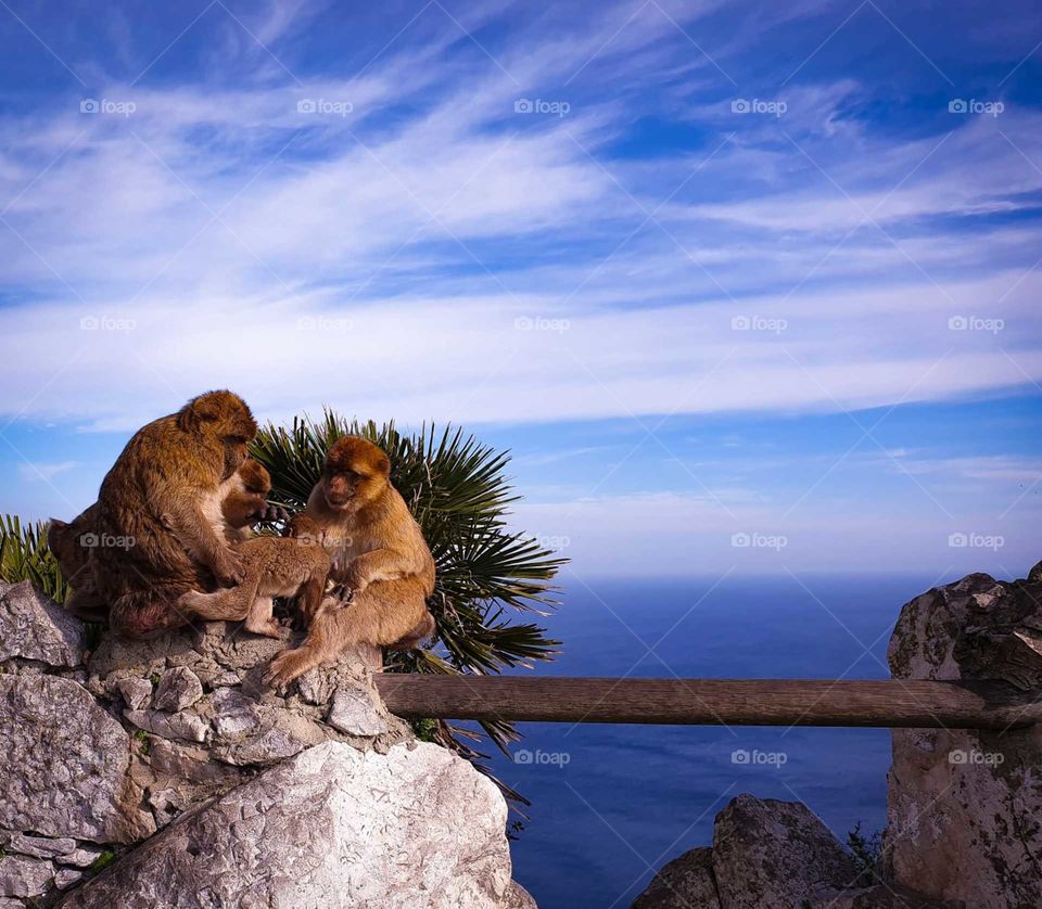Monkey family in Gibraltar
