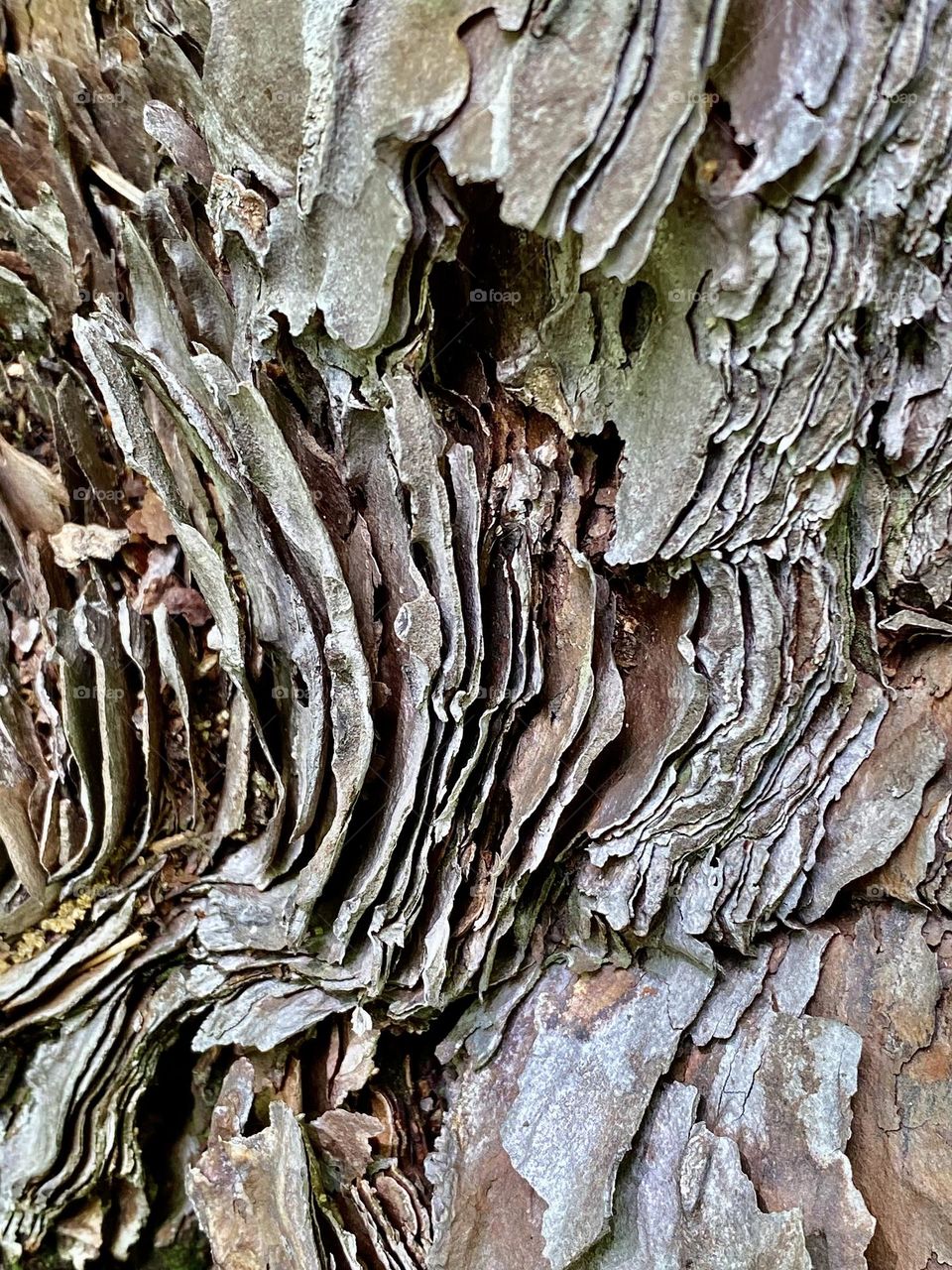 Many layers of bark on a tree