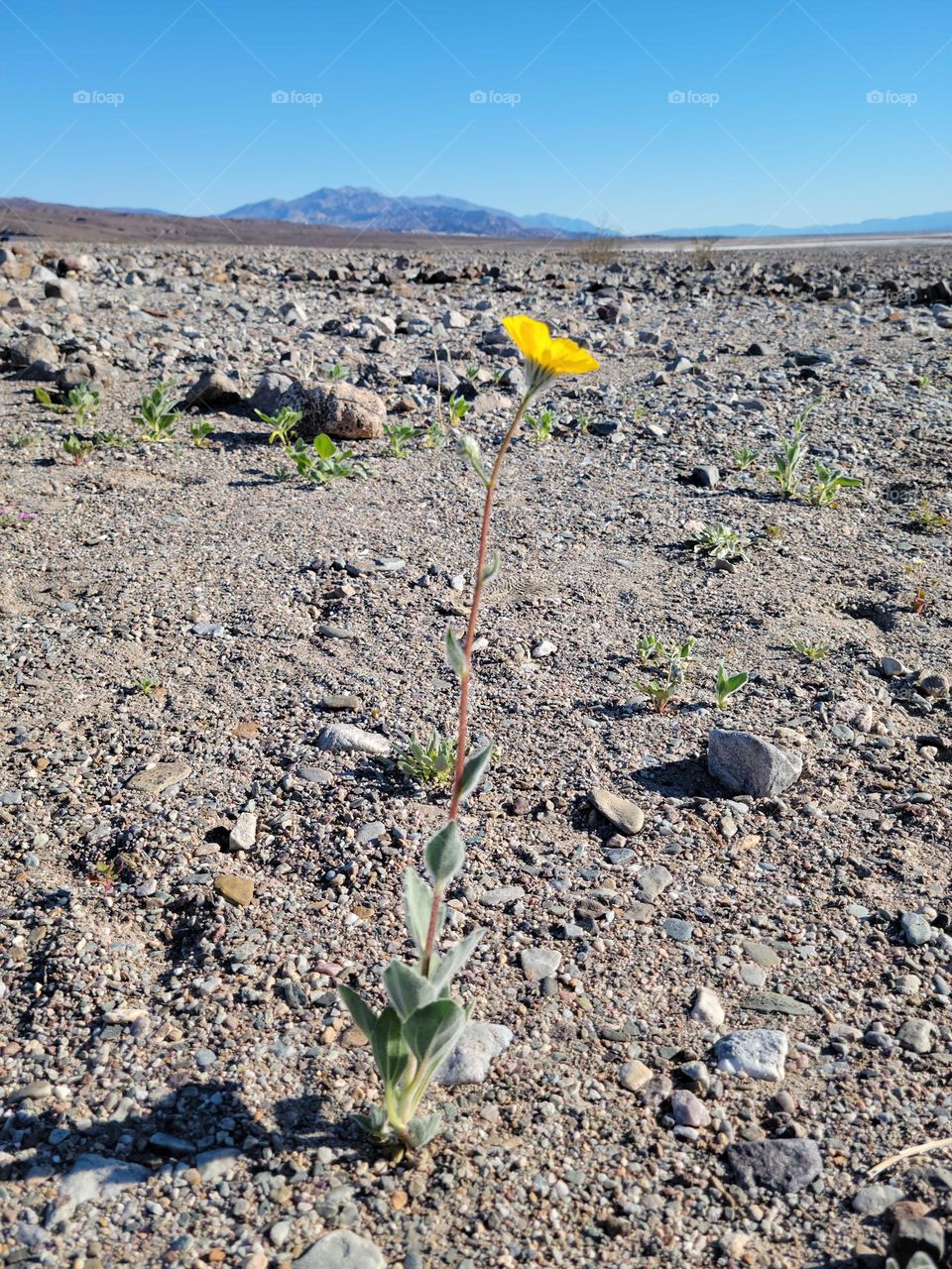 Desert Flower