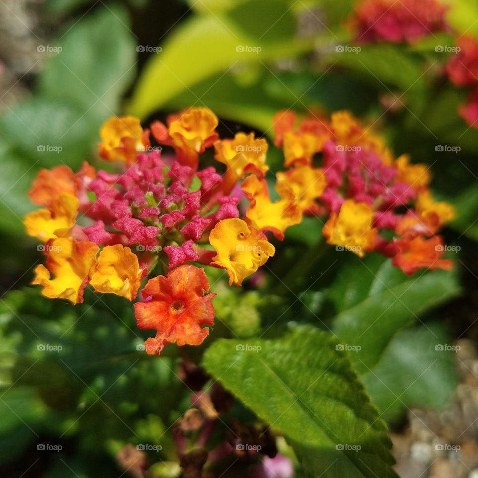 multi color flower