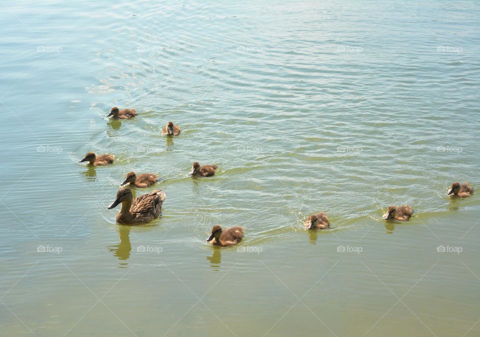 duck and duckings on a lake summer time