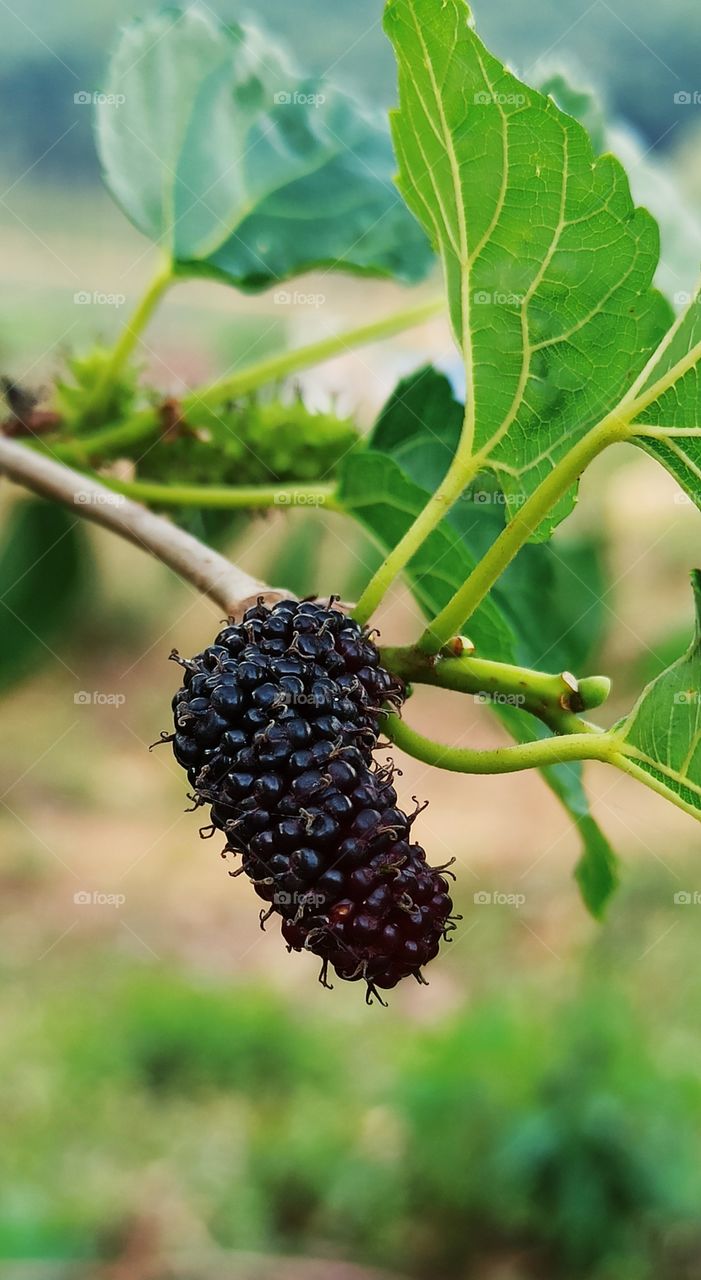 Fruit Mulberry.