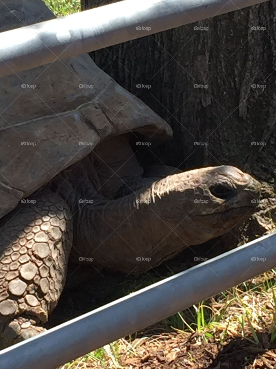 Tortoise 