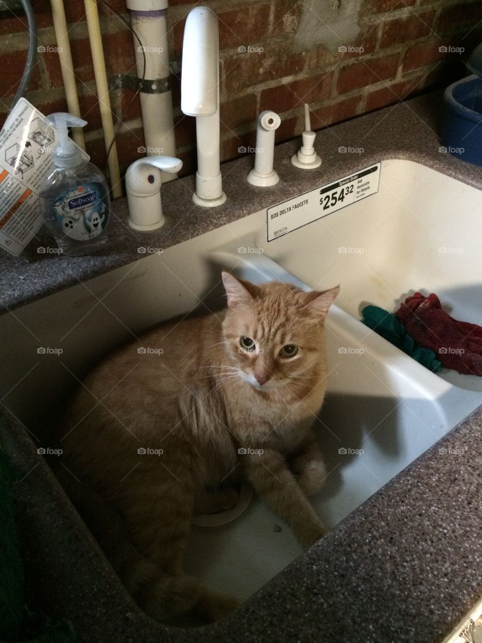 Cat in the sink