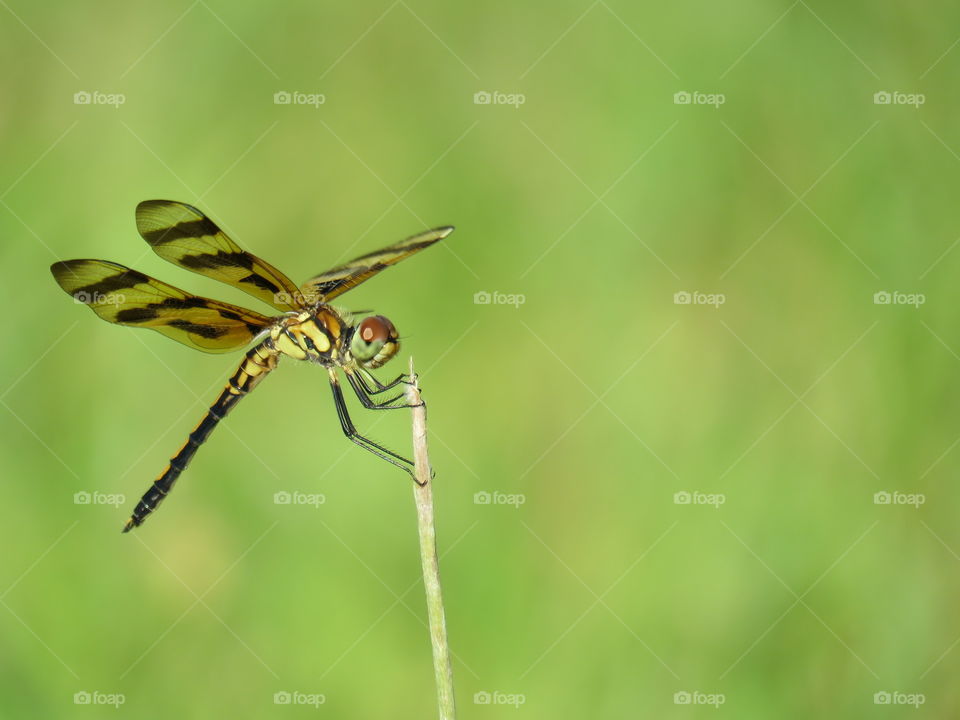 halloween pennant