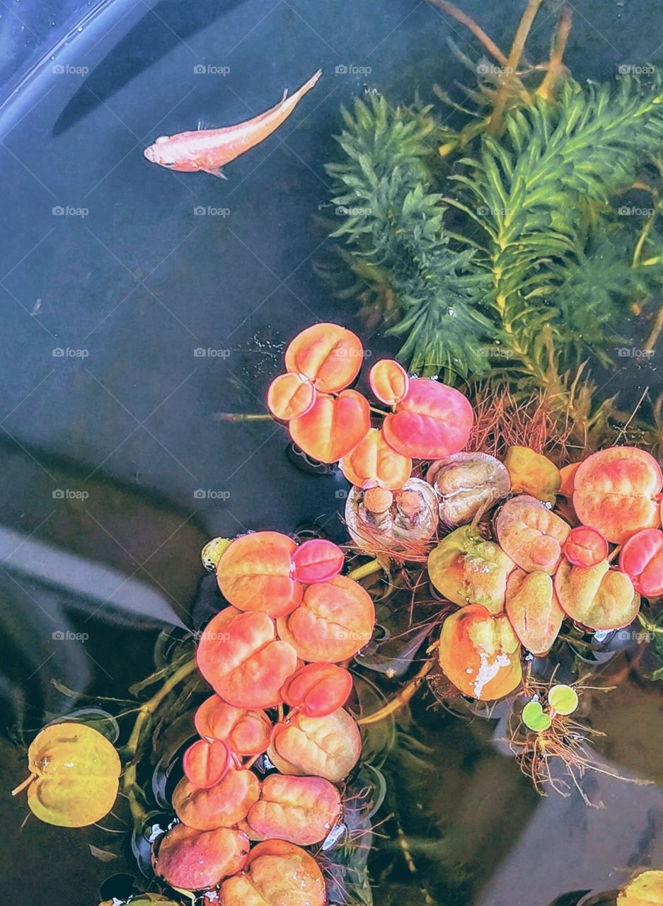 Betta fish in mini pond.