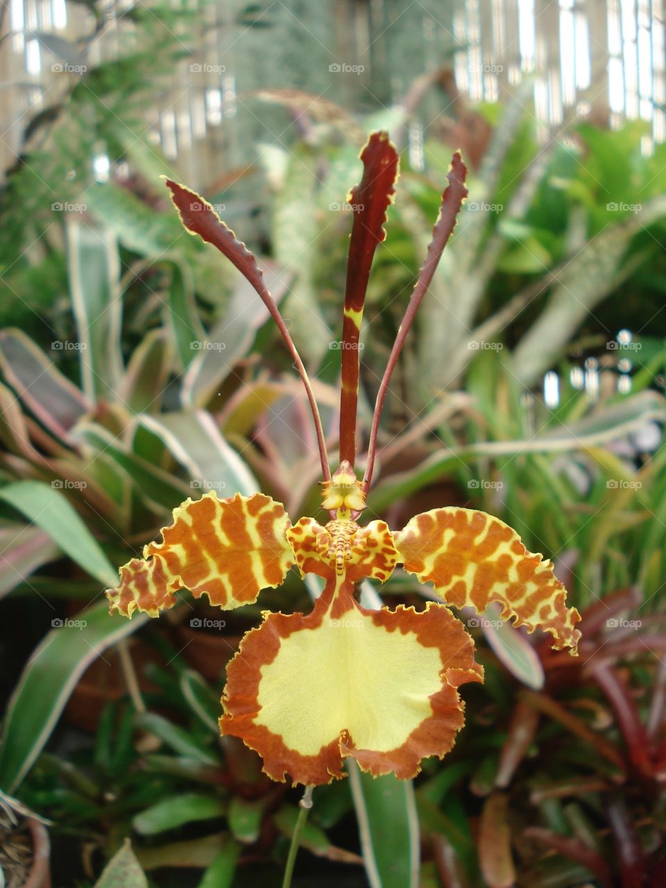 Orange and yellow flower