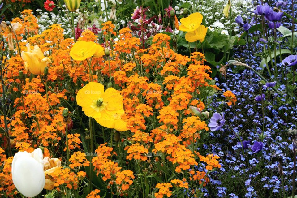 beautiful floral splendor