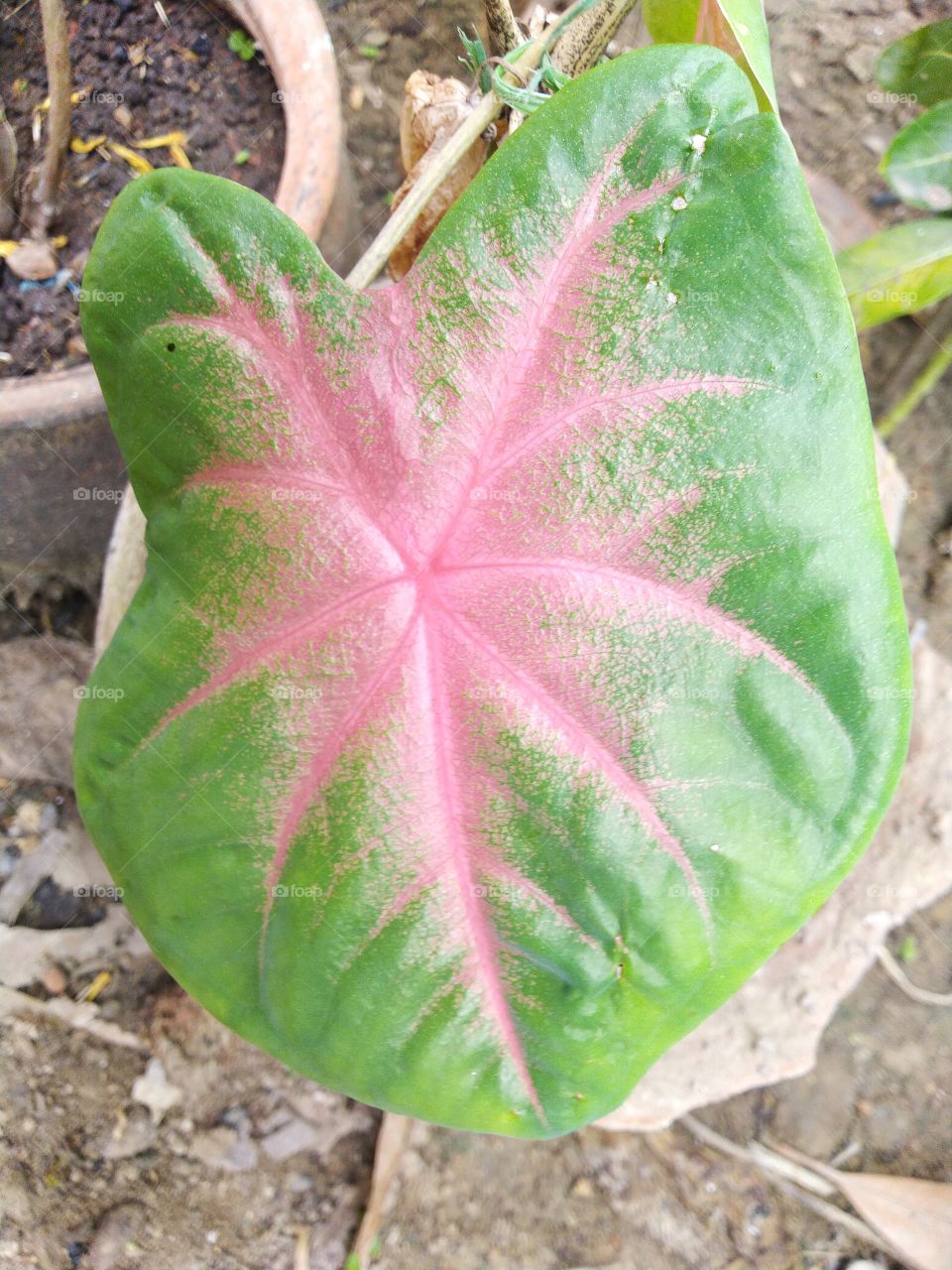 red design leaf