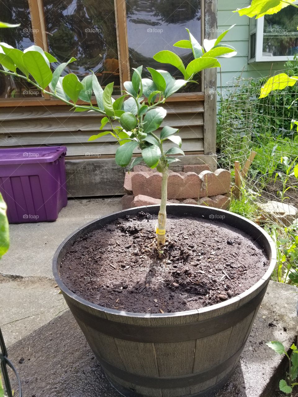 lemon tree growth