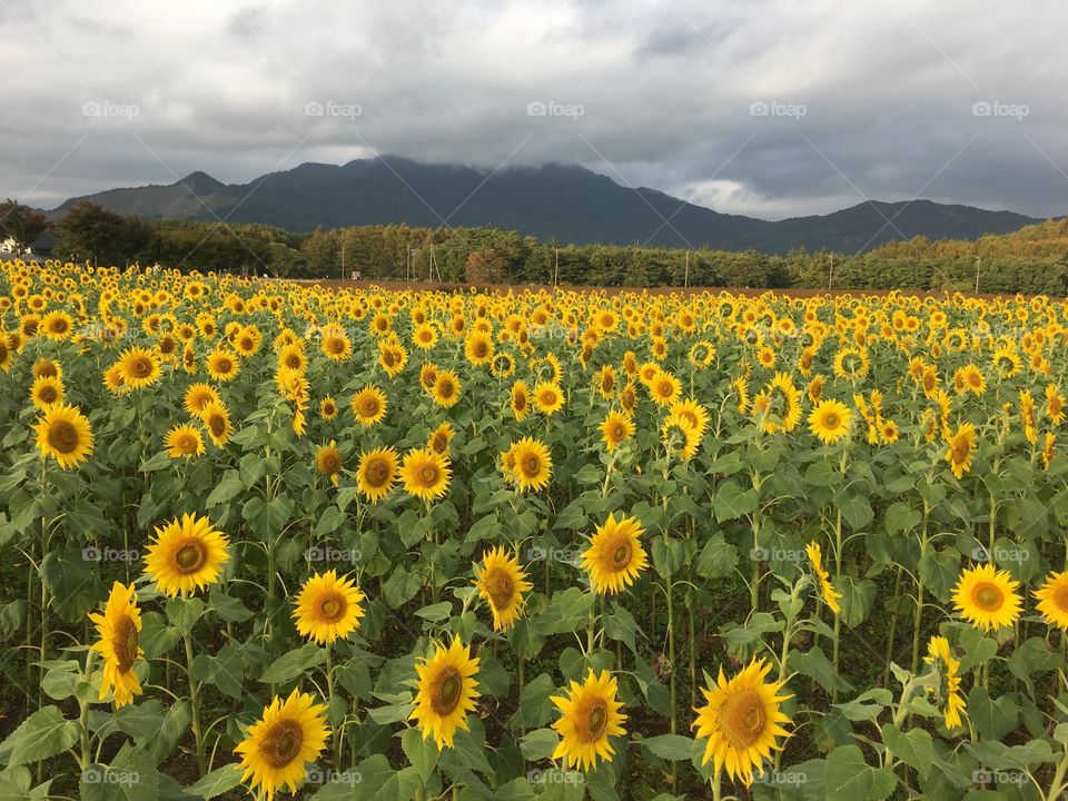 Going to the field next to Mt.Fuji