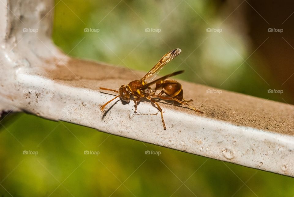 Macro shot of a wasp