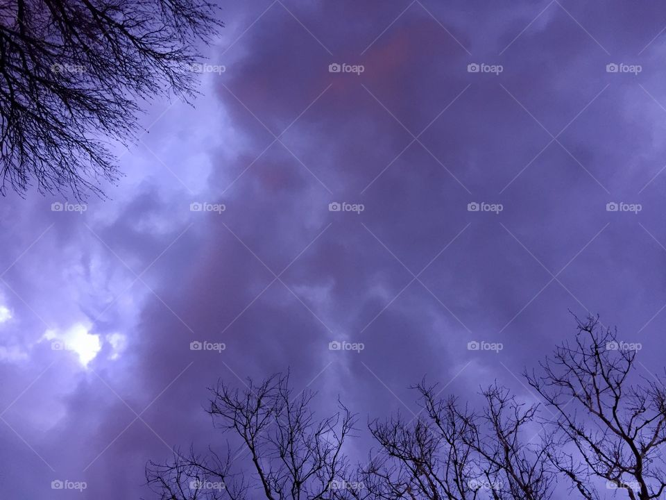 Silhouette of bare tree