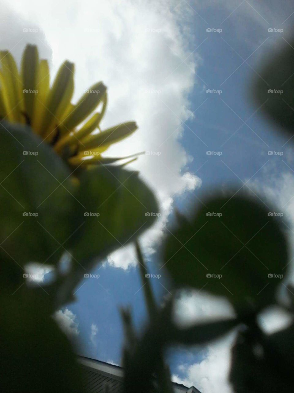 view of the sky from under the dandelions